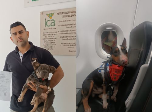 Mascota viajera 5